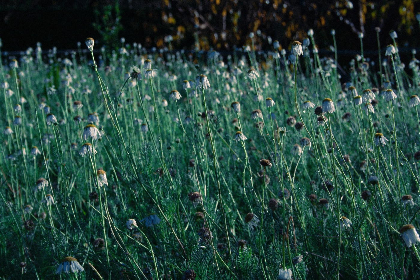 Kleurrijke borders langs een Utrechtse achtertuin