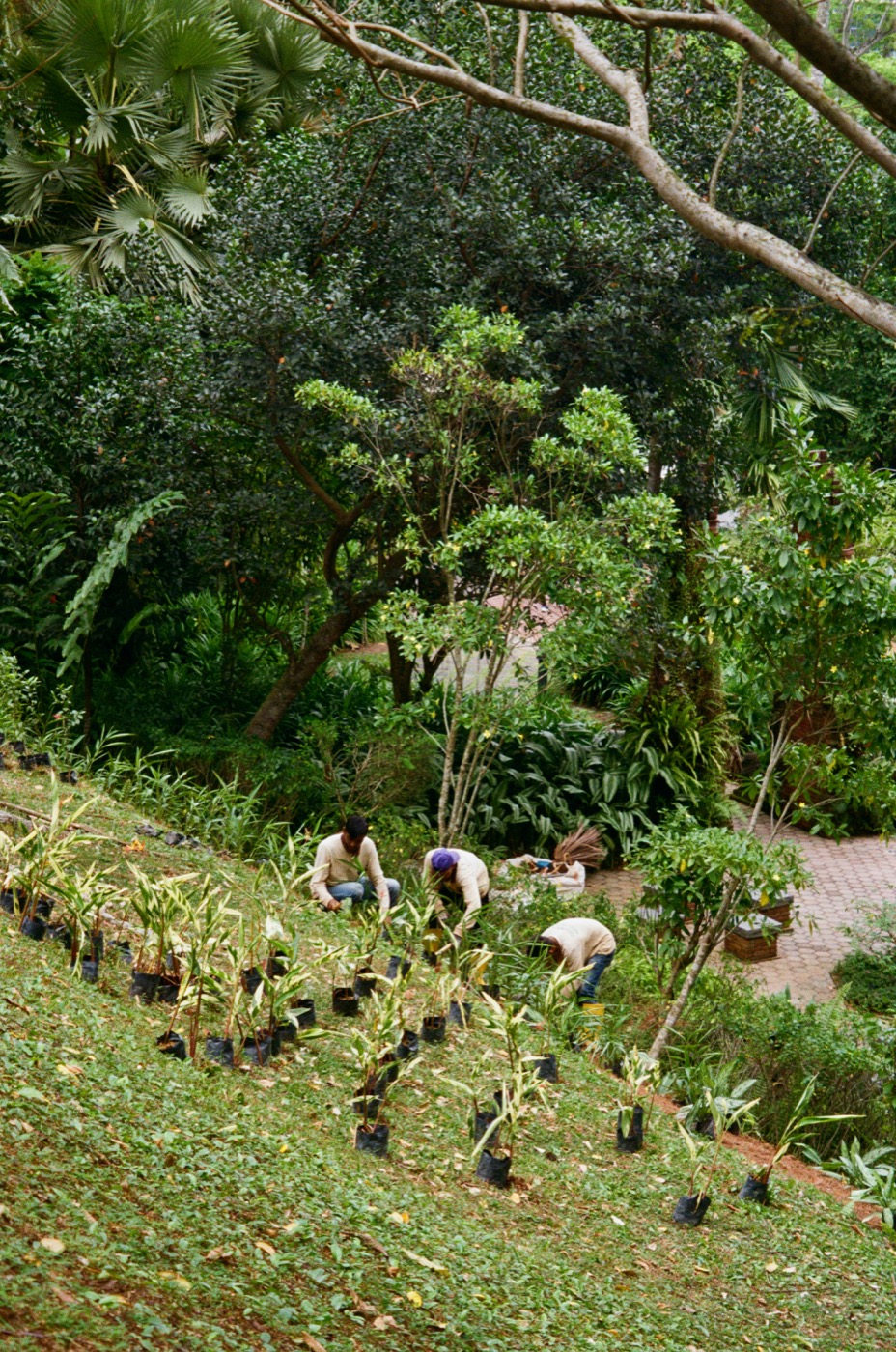 Tuinteam aan het werk bij een Utrechts tuinproject